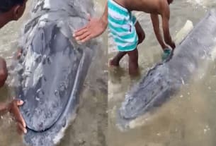filhote de Baleia