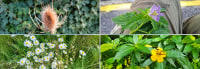Event Image for Naturspaziergang "Überlebenskünstler im Pflanzenreich"