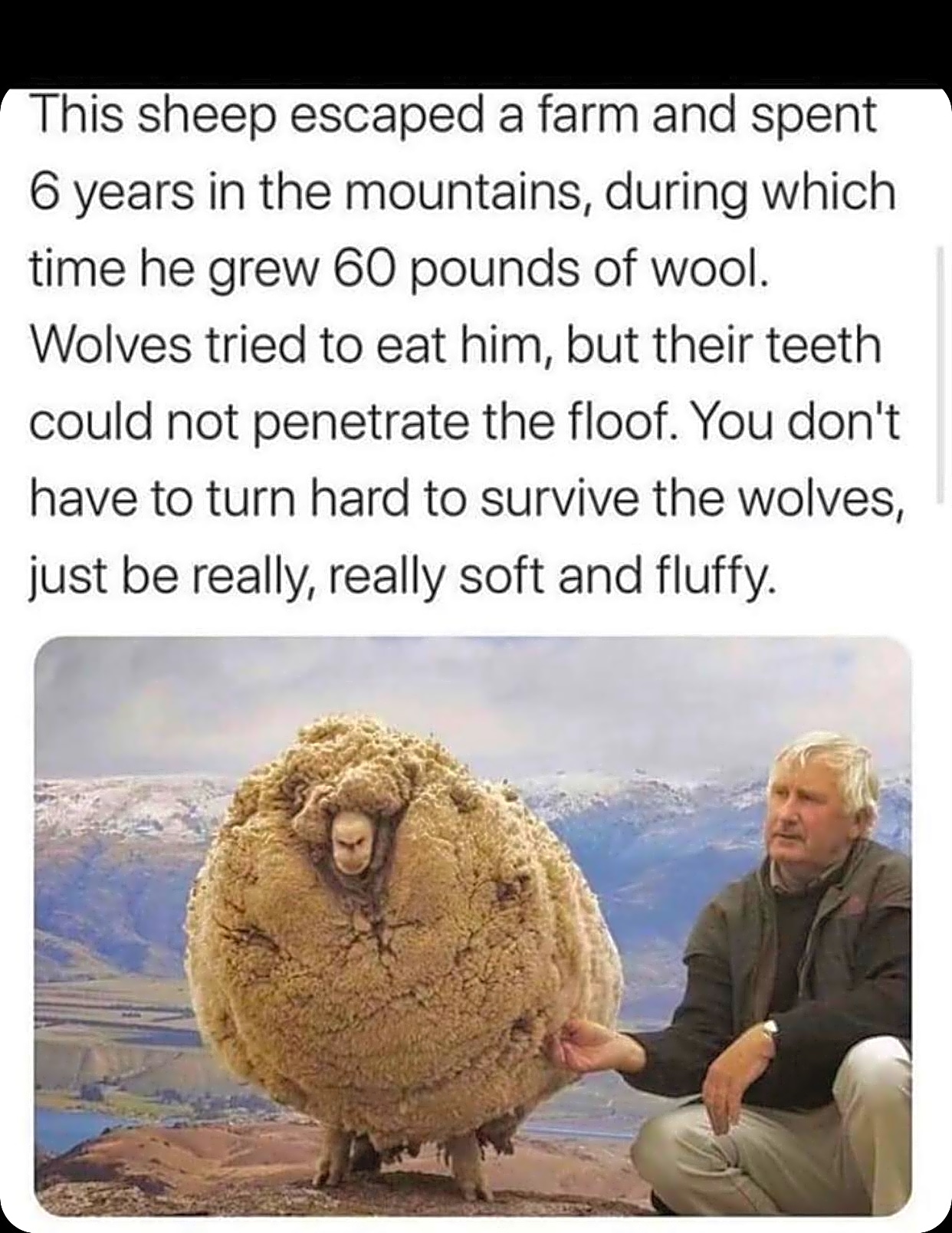 Meme