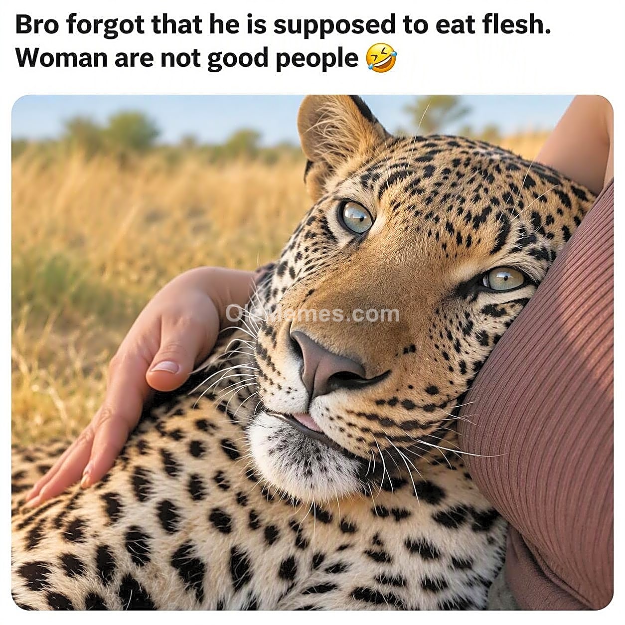 Meme