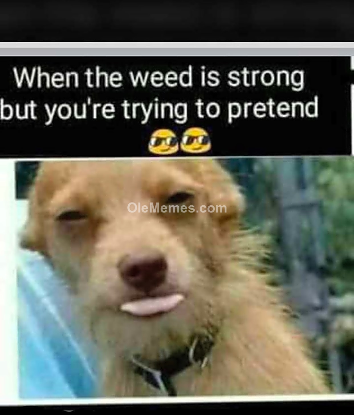 Meme