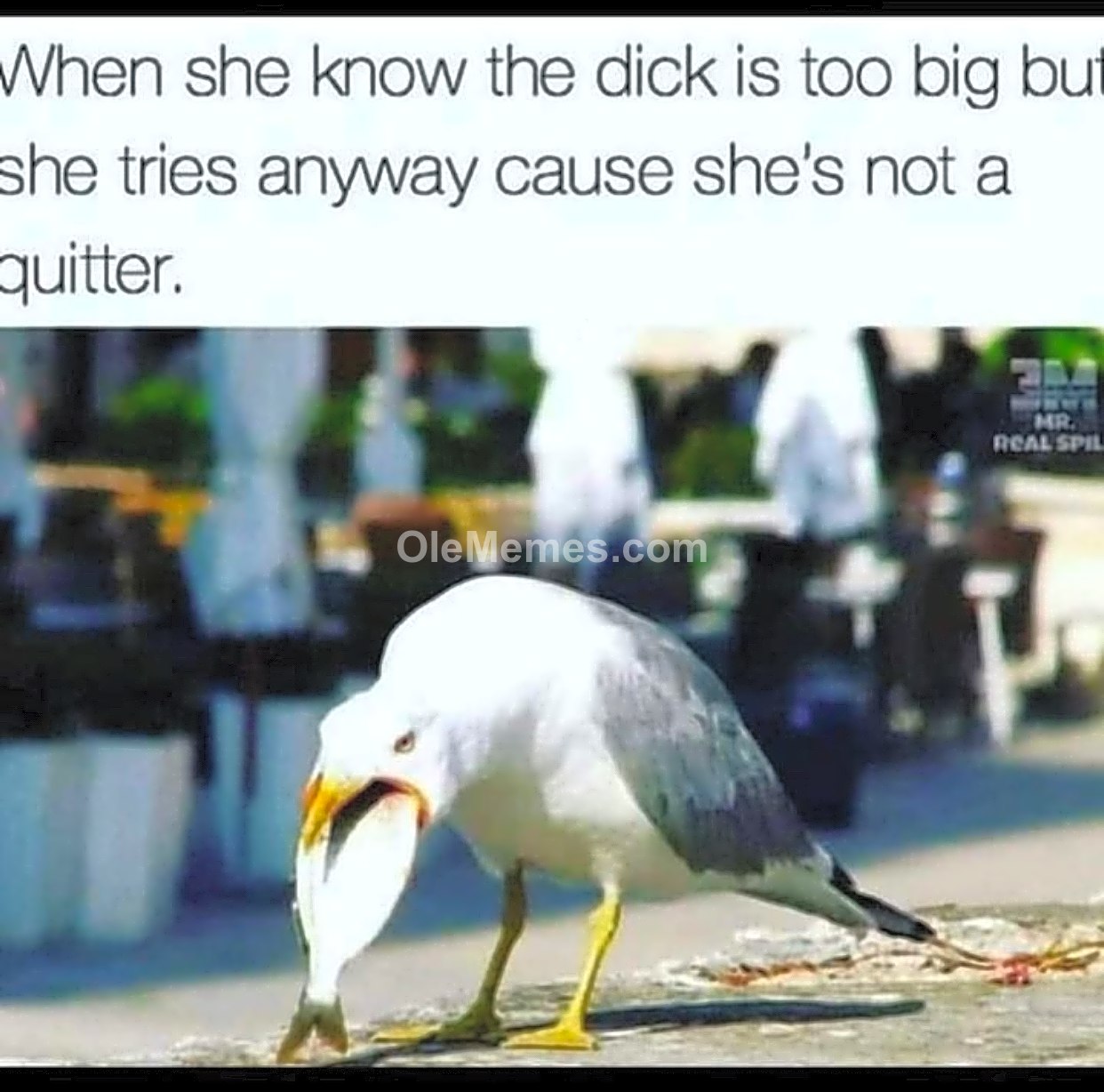 Meme