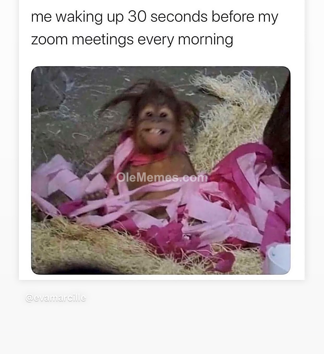 Meme