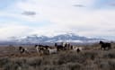 Chickasaw Nation's Global Gaming Solutions Buys Wyoming Horse Racing and Over 1,500 HHR Machines