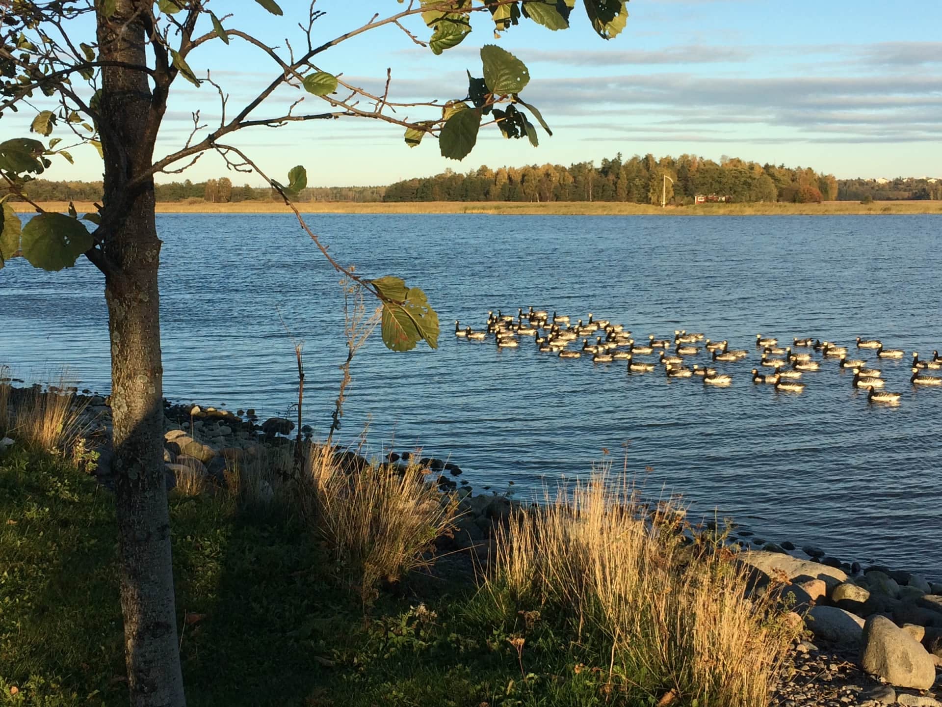 Asunnot Arabianranta Helsinki - YIT Koti