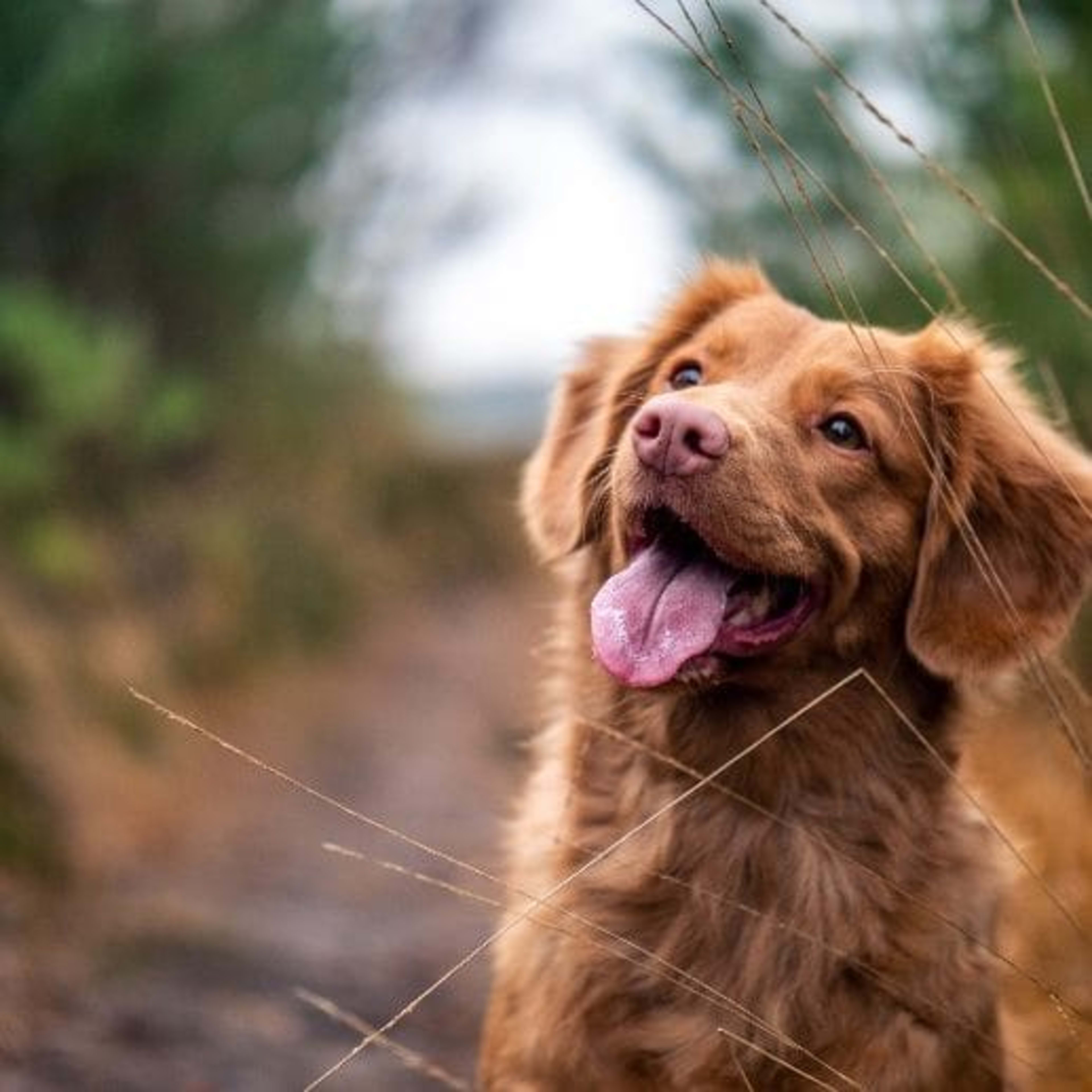 Chien à l'entrée d'Anidoor