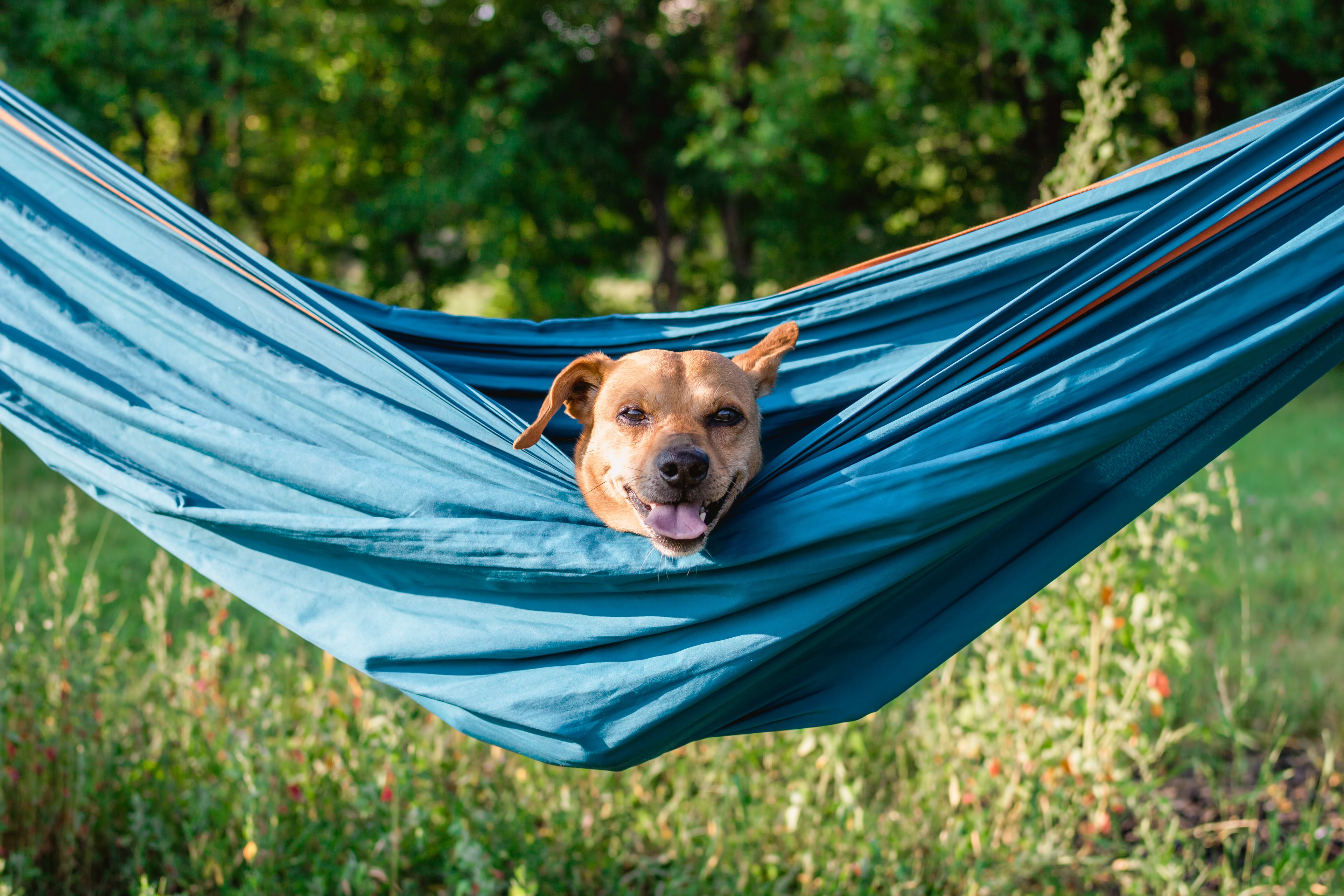 Chien se reposant confortablement