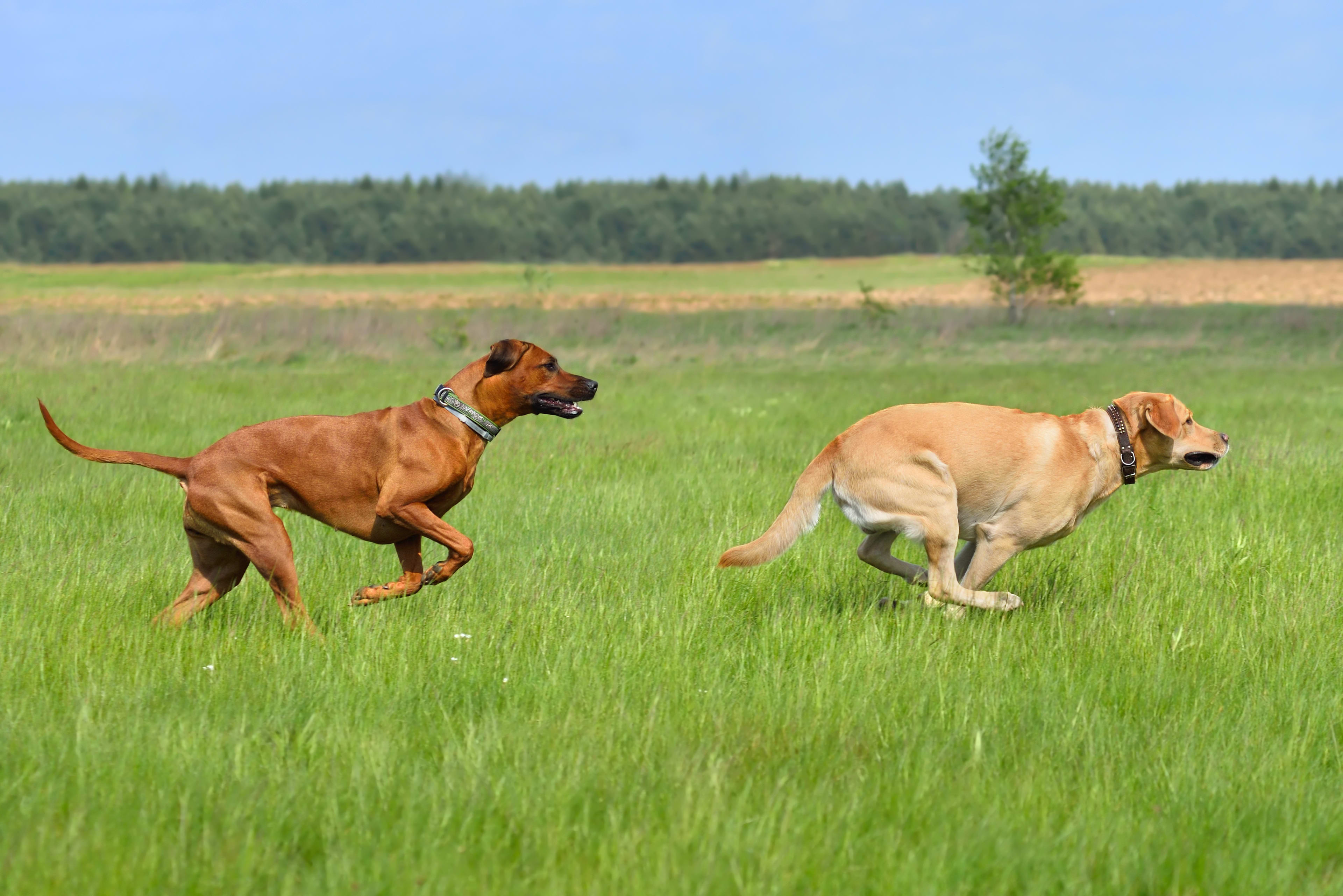 Chiens heureux qui courent chez Anidoor