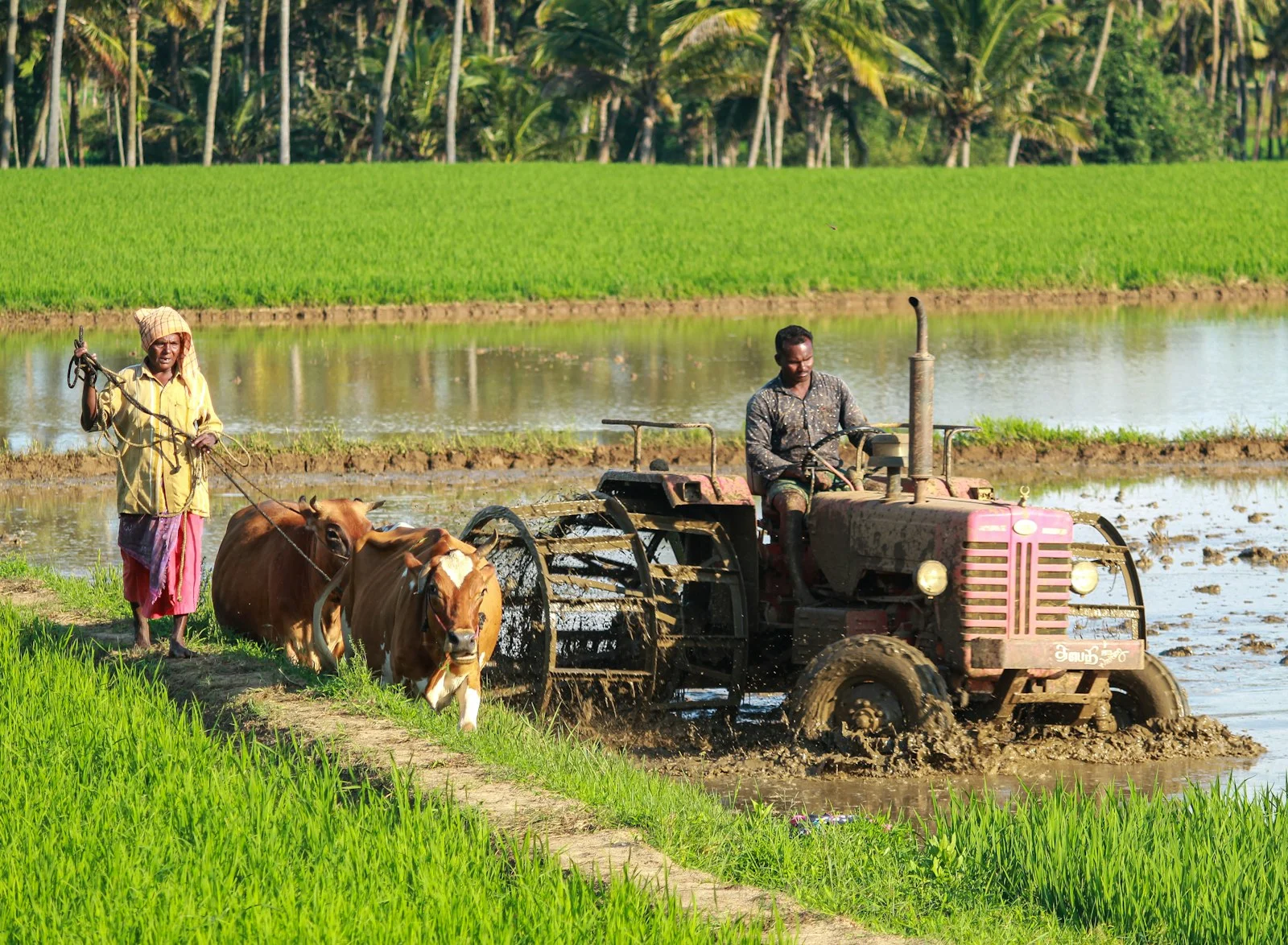 Rice paddy field at harvest