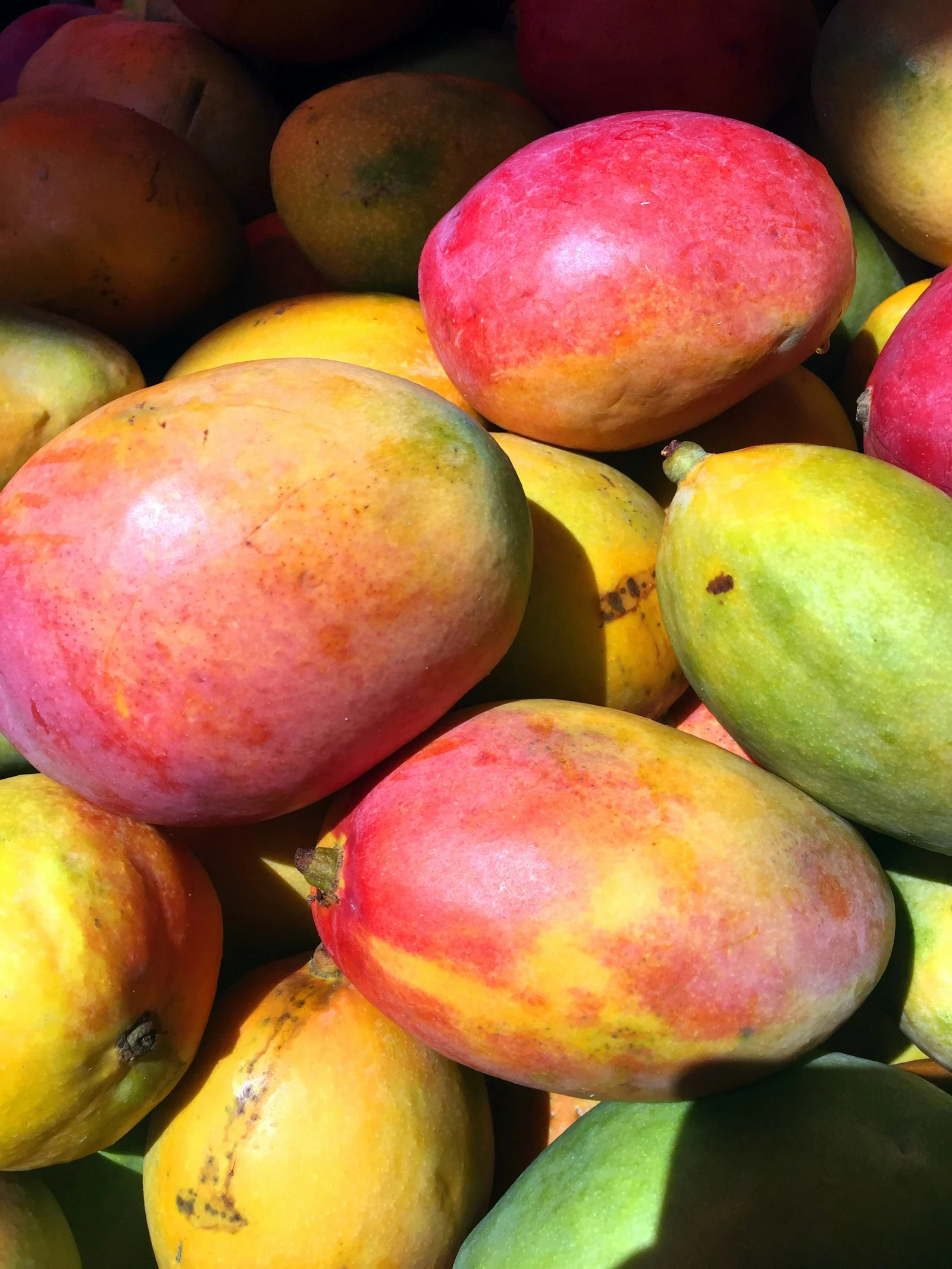 Ripe mangoes at harvest