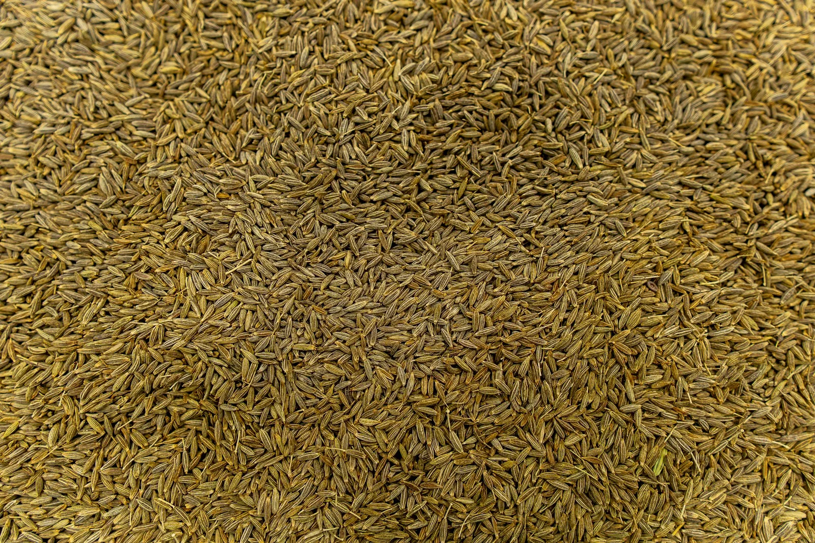 Dried cumin seeds (jeera)