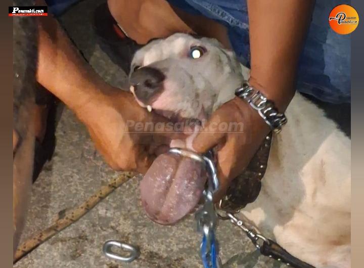 Lidah Terjerat Rantai, Seekor Anjing Dievakuasi Petugas Pemadam Kebakaran Kabupaten Garut