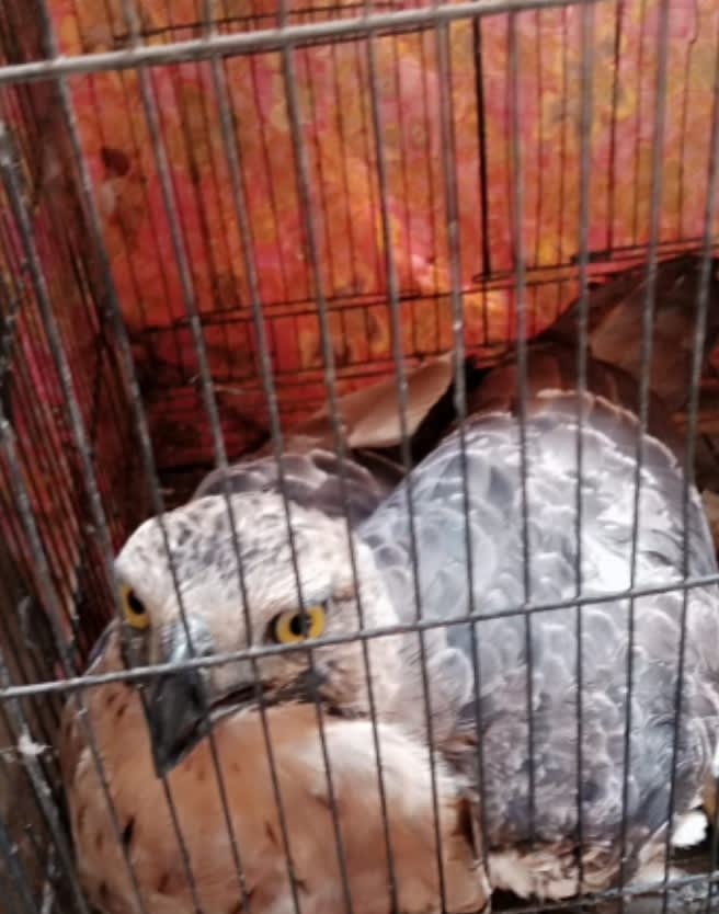 Satwa Langka Terbang Menabrak Jendela Rumah Warga Kondisi nya Cedera