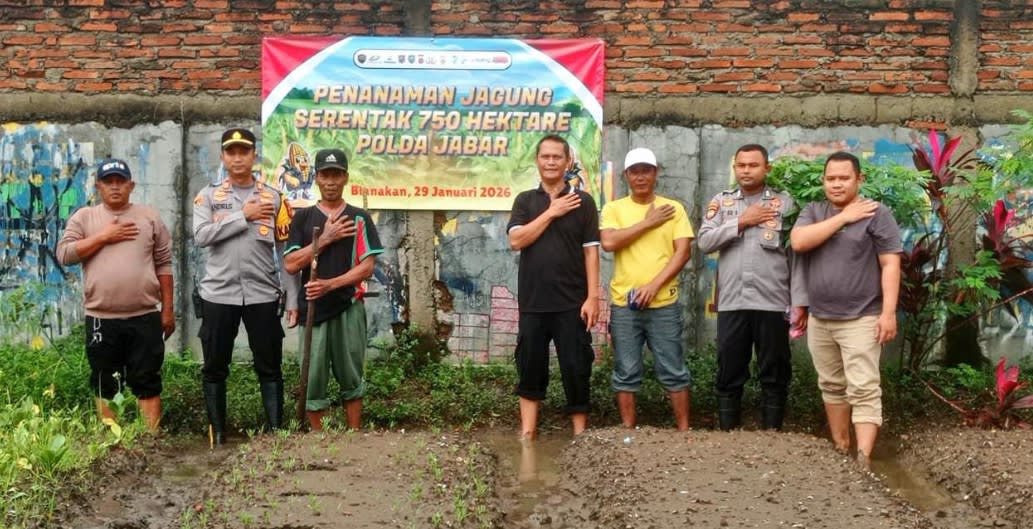 Personil Polsek Blanakan Pimpin Penanaman Jagung Serentak 750 Hektare Se - polda Jabar Program Ketahanan Pangan Nasional Tingkat Kec. Blanakan