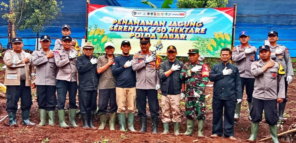 Penanam Jagung Serentak Dukung Ketahanan Pangan Tingkat Polda Jabar, Dilaksanakan Personil Polsek Cijambe