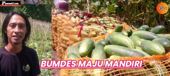Dipimpin Nakhoda Baru, BUMDes Maju Mandiri Bidik Swasembada Pangan 