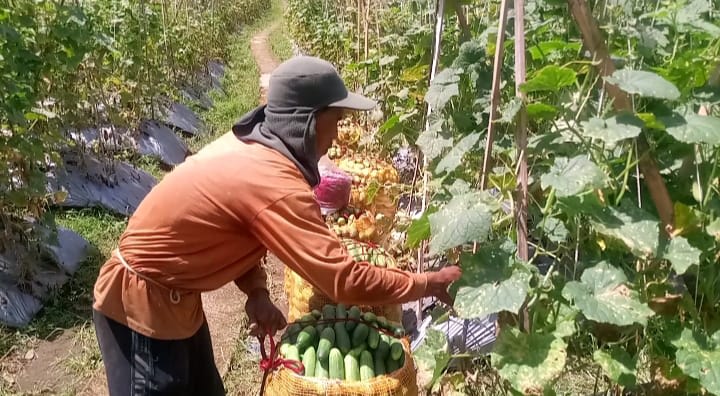 Dipimpin Nakhoda Baru, BUMDes Maju Mandiri Bidik Swasembada Pangan