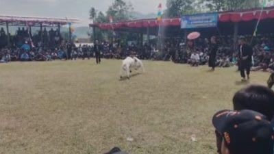 Seni Adu Ketangkasan Domba di Kabupaten Garut, Lestarikan Warisan Budaya Sunda