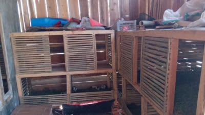 Budidaya Marmut di Kp. Cibendasari RT. 06/02 Desa Cipinang Butuh Bapak Angkat Dari Pemerintah Kabupaten Purwakarta