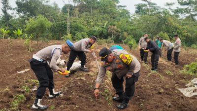 Lewat Tanam Jagung, Polsek Bojong Dukung Program Ketahanan Pangan