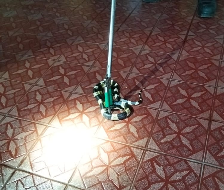 Heboh Ular berbisa memasuki Rumah Kepala Sekolah SMA Negeri 5 Kota Sukabumi Pada Dini Hari, Tim Rescue Damkar Turun Tangan