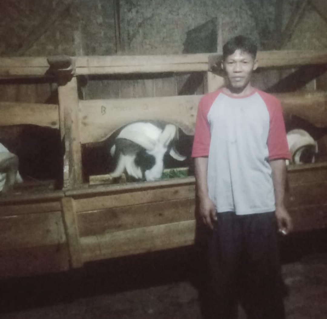 Domba Garut Kualitas Unggul Milik Saudara Aceng, Ternyata Banyak Diminati Pembeli, Bahkan dari Luar Jawa Barat