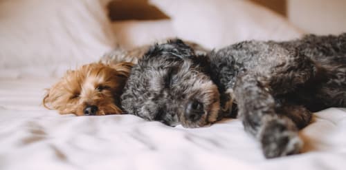 Moving with pets – here are some handy tips! ynm-moving-with-pets.jpg