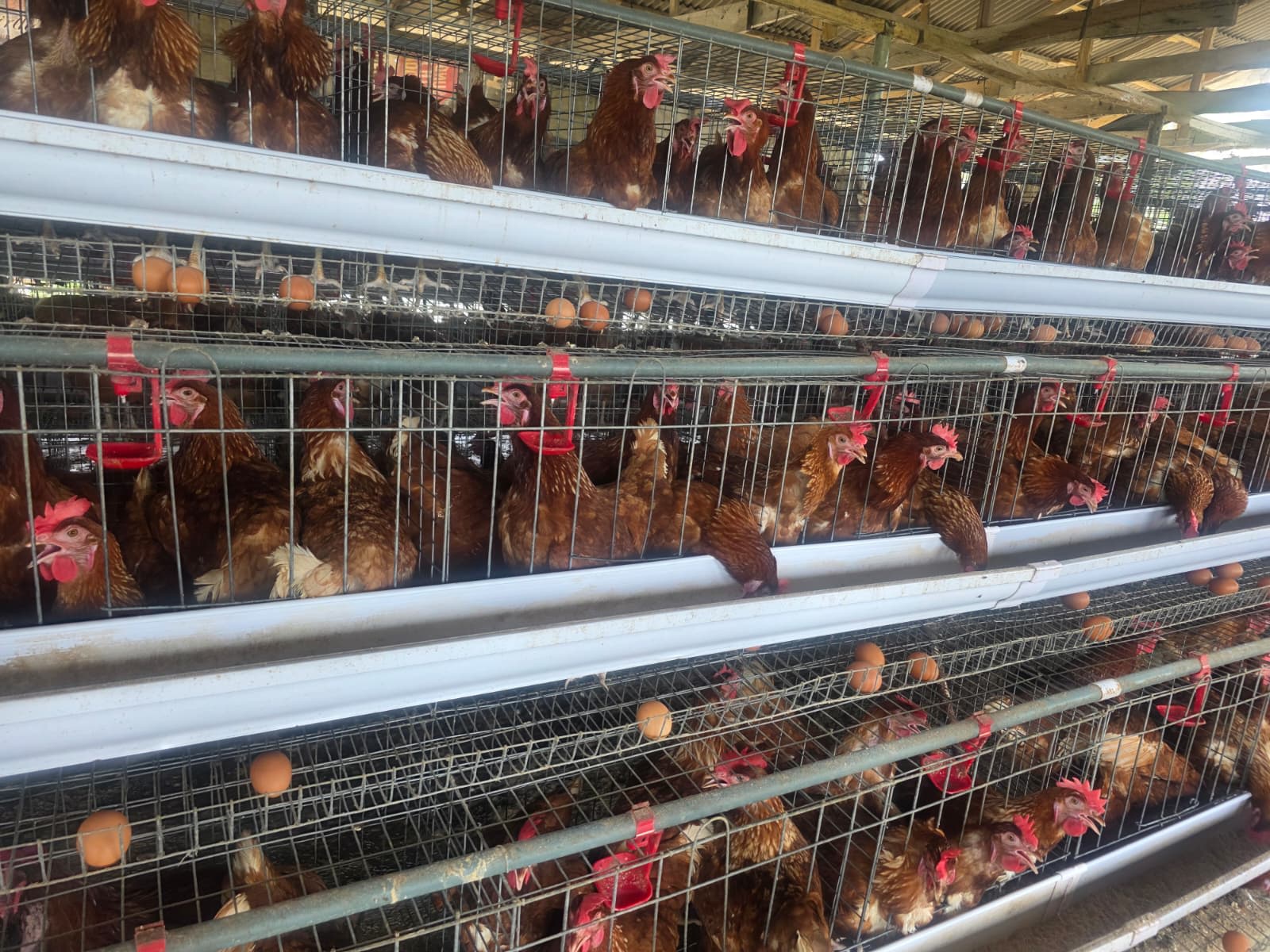 Our poultry farm — chickens in the yard