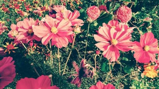 Metta – Loving Kindness – Wetzikon – mit Iris Stadelmann – 4. März 2018