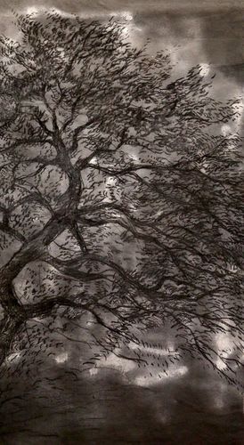 Oak Tree in the Night