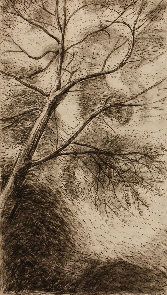 Acacia drawing