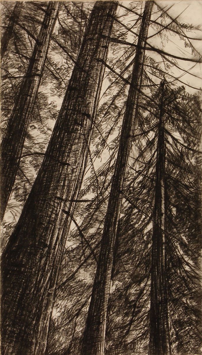 Redwood - Piedmont drawing