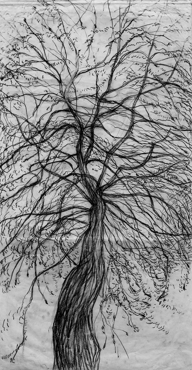 Tree at College Avenue drawing