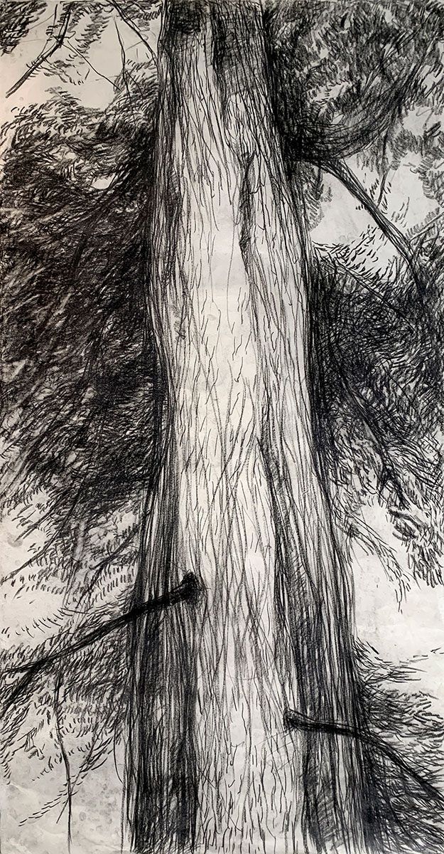 Acacia Tree drawing