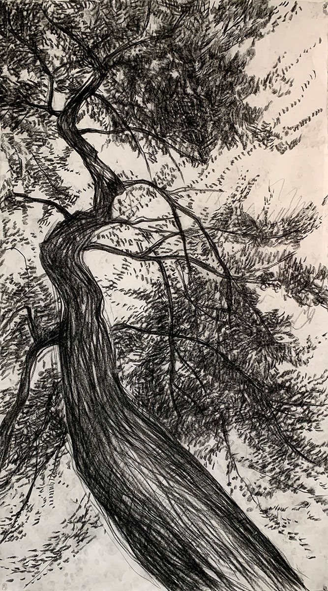 Pine Tree drawing