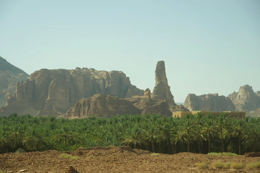 A lush green palm grove in the foreground contrasts with towering sandstone cliffs and a solitary rock pillar rising dramatically against a clear sky in an arid desert region, likely AlUla or Hegra, Saudi Arabia.