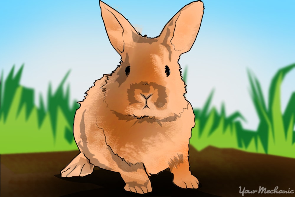 How to Stop Rabbits and Rodents from Damaging Your Vehicle