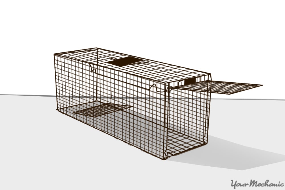 non-kill cage trap