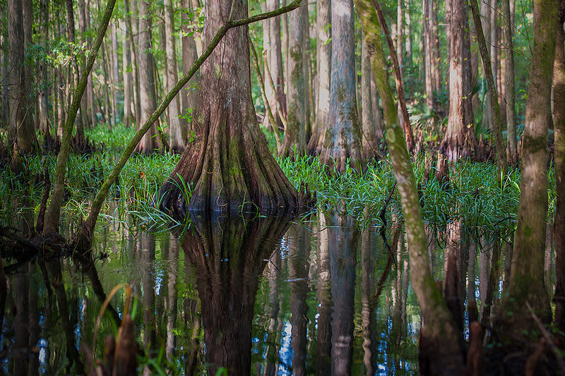 Cracker Trail Florida