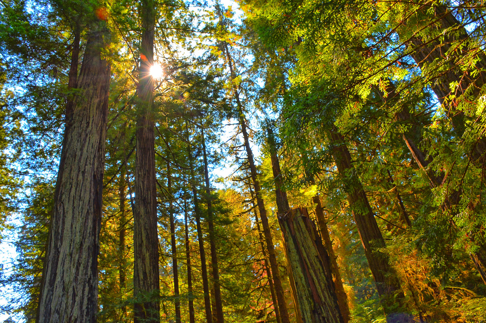 Redwood Highway Northern California