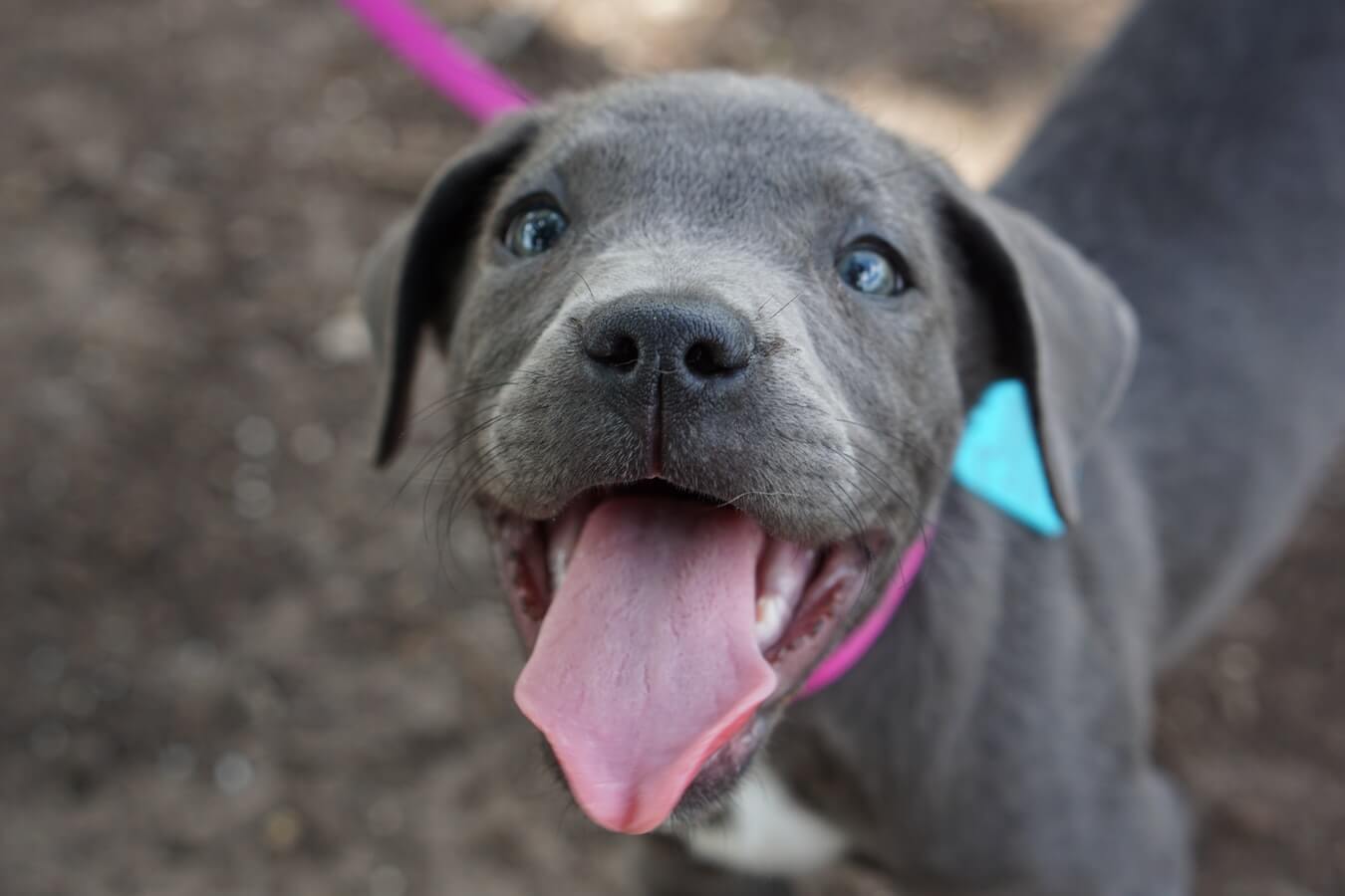 Puppy On A Pink Leash