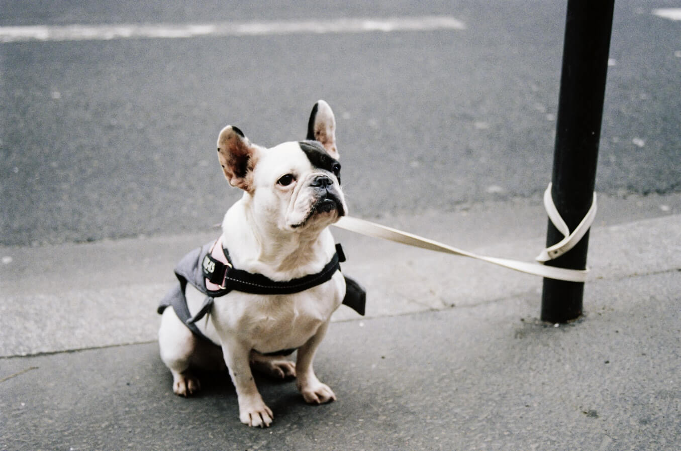 French Bulldog Tied To A Pole