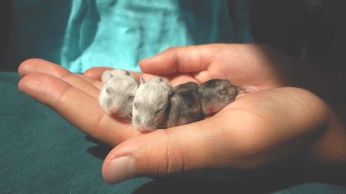 Dwarf Hamster Pups Being Handled