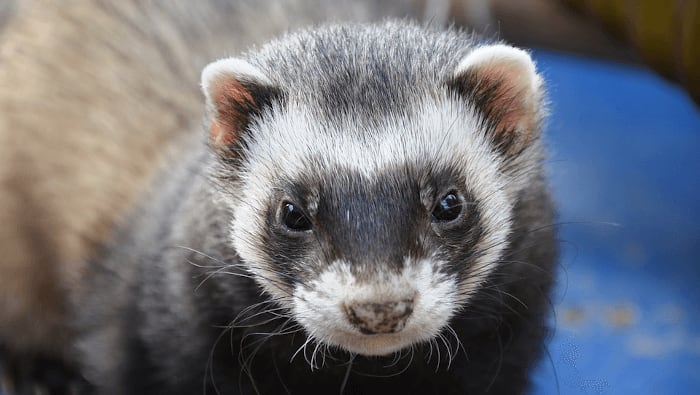Ferret Pet