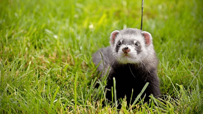 Ferret Going For A Walk Outside