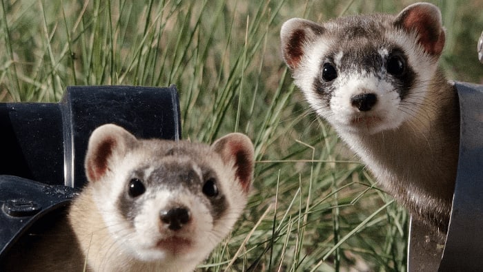 Cute Ferret Friends