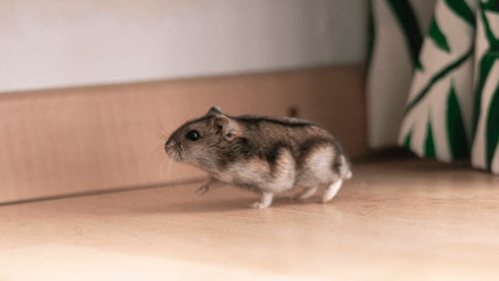 Campbell's Russian Dwarf Hamster
