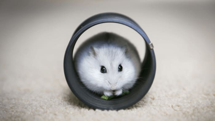 Siberian Winter White Russian Dwarf Hamster