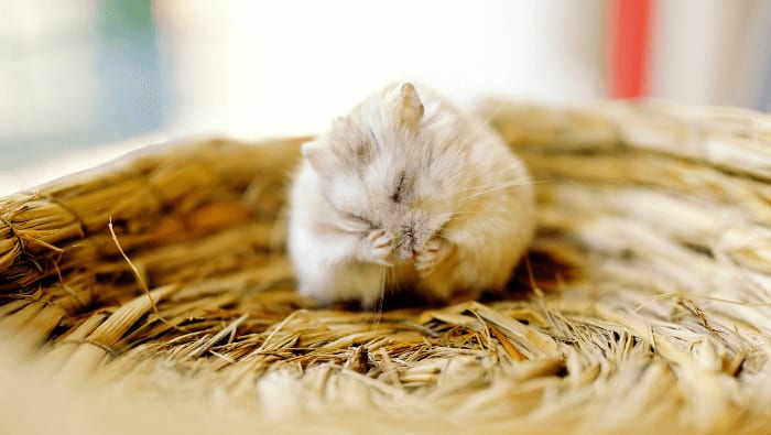 Roborowski Dwarf Hamster