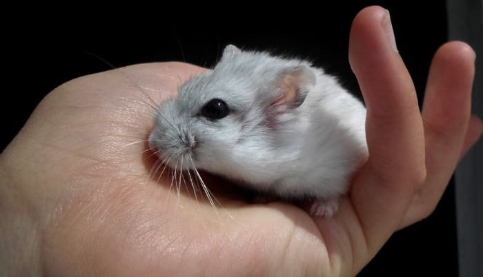 Dwarf Hamster Being Handled